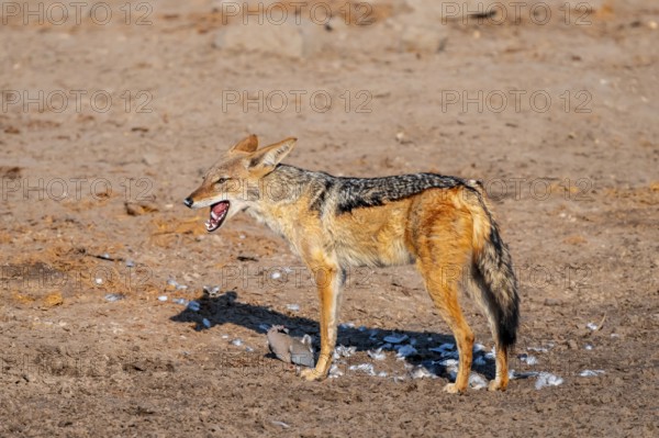 Black-backed jackal (Lupulella mesomelas) hunting a pigeon, Savuti, Chobe National Park, Botswana