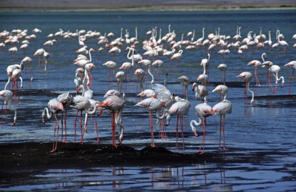Flamingos, Ngorongoro crater, Tanzania, Africa, June 2000, vintage, retro, old, historic