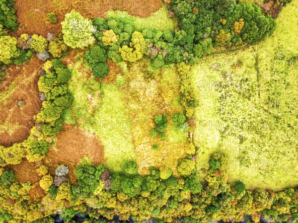 Top Down view of Autumn colours over River Wye and Road A470 from a drone, Llanidloes, Powys, Montgomeryshire, Wales, UK