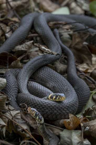 Grass snakes (Natrix natrix) like to rest on compost heaps and also use them for laying eggs, sunbathing, Germany