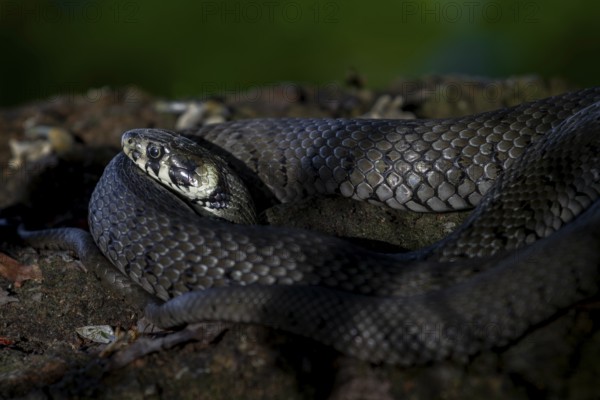 The grass snake (Natrix natrix) clearly feels safe, as can be seen from the relaxed form in which it lies curled up there, which is not a threatening or defensive posture, Germany