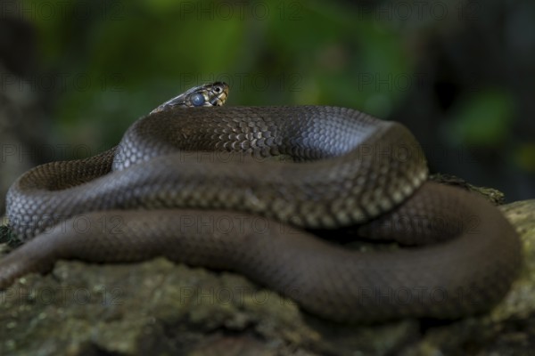 Grass snake (Natrix natrix) shortly in front of moulting, easily recognisable by the milky eyes and a time when the snakes are very sensitive and cautious, Germany