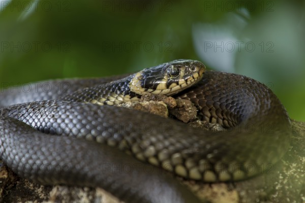 The cobwebs above the eye do not seem to bother the grass snake (Natrix natrix), Germany