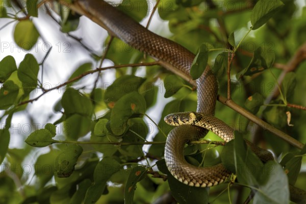 A rare and atypical behaviour for the grass snake (Natrix natrix), this species can be found in the branches of a tree, rare, rarity, Germany