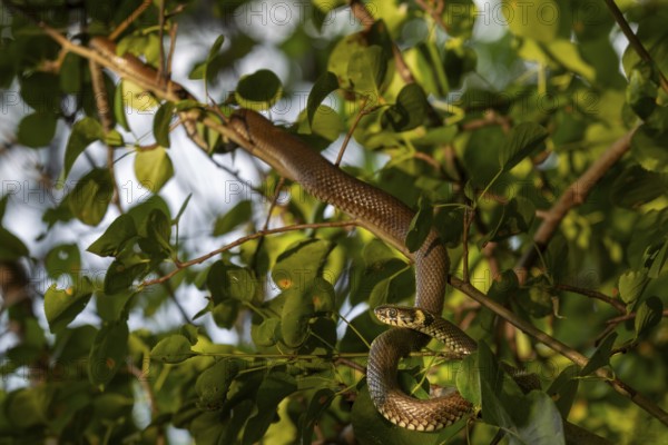The grass snake (Natrix natrix) has sought out an unusual place to sunbathe, but is well protected from predators in the branches of a tree, rare, rarity, Germany
