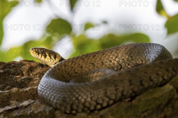 Grass snake (Natrix natrix) sunbathing on a tree trunk hidden at the edge of a watercourse, Germany