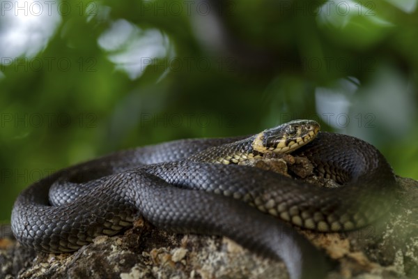 At the beginning of June, around 6 pm, this tree trunk lying on the bank of a pond was illuminated by the sun and visited by many grass snakes (Natrix natrix) for sunbathing, Germany