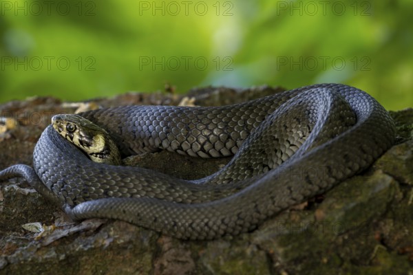 The grass snake (Natrix natrix) clearly feels safe in this spot and enjoys sunbathing, Germany