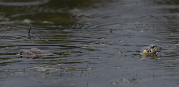 During the mating season, male water frogs (Pelophylax kl. esculentus) clasp anything that moves and appears to be of a suitable size, here the long body of the grass snake (Natrix natrix) has triggered the clasping reflex, Germany