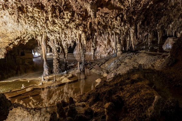 Stalactites and stalagmites, rock formations in a stalactite cave with water basin, Grotta del Fico, Gulf of Orosei, Baunei, Sardinia, Italy