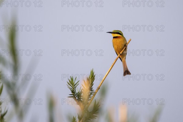 Dwarf spint (Merops pusillus), on the Kavango River, Namibia