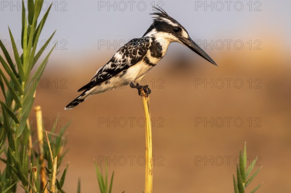 Grey Kingfisher (Ceryle rudis), on the Kavango River, Namibia