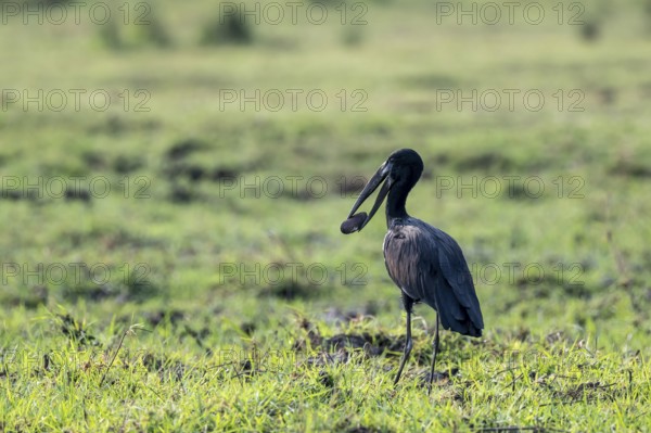 Glossy clapperbill (Anastomus lamelligerus) with food, on the Kavango River, Namibia