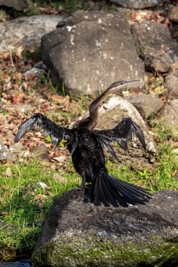 African Darter (Anhinga rufa), on the Kavango River, Namibia