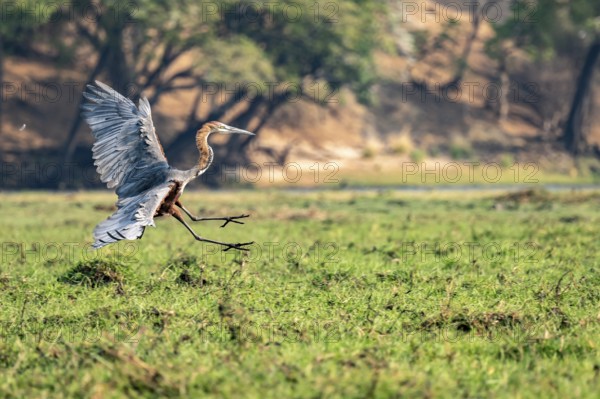 Goliath heron (Ardea goliath) in flight, Ihaha, Chobe National Park, Botswana