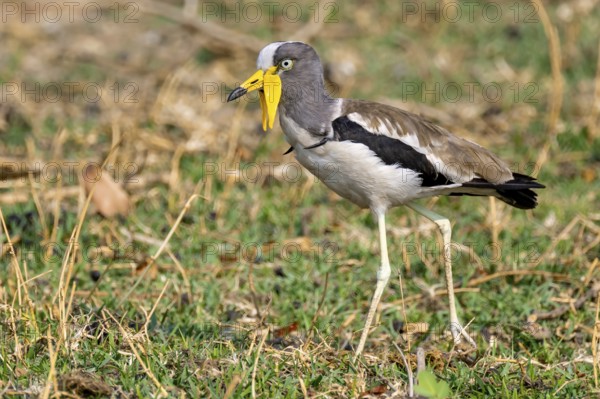 White-crowned lapwing (Vanellus albiceps), Ihaha, Chobe National Park, Botswana