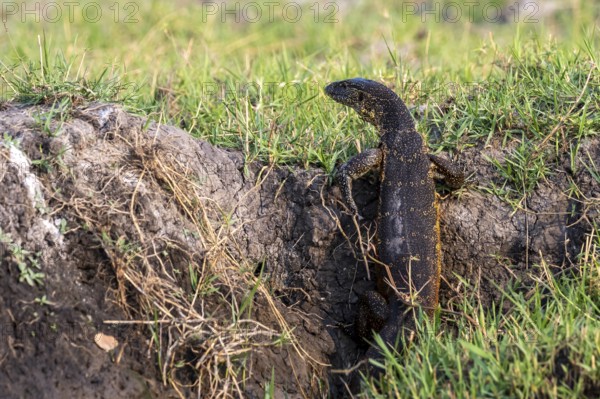 Nile monitor (Varanus niloticus), foraging on the Chobe River, Ihaha, Chobe National Park, Botswana
