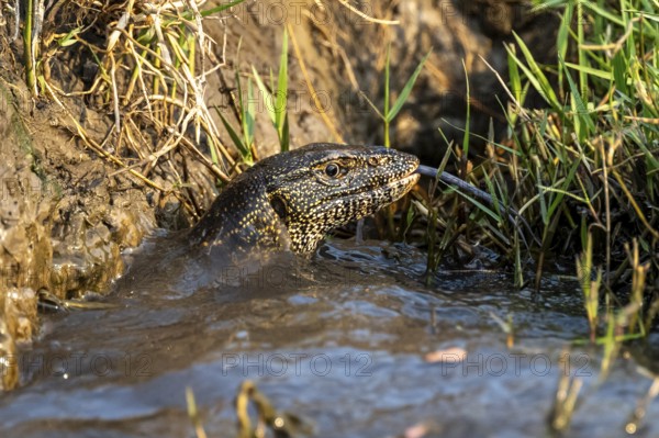 Nile monitor (Varanus niloticus) in the water, at the Chobe River, Ihaha, Chobe National Park, Botswana