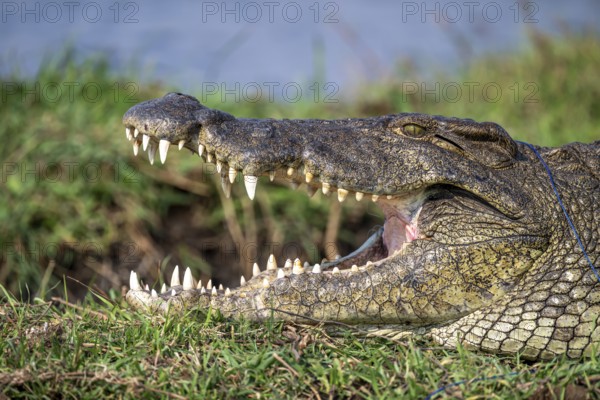Open mouth, head and teeth, Nile crocodile (Crocodylus niloticus), Ihaha, Chobe National Park, Botswana