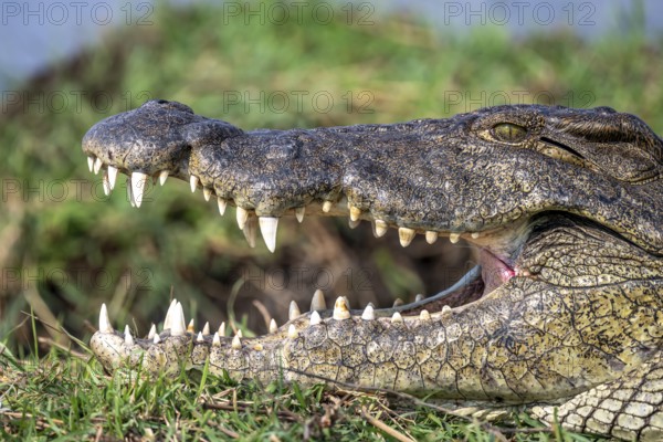 Open mouth, head and teeth, Nile crocodile (Crocodylus niloticus), detail, Ihaha, Chobe National Park, Botswana