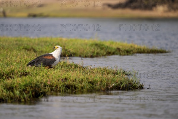 African fish eagle (Haliaeetus vocifer) on the Chobe River, Ihaha, Chobe National Park, Botswana