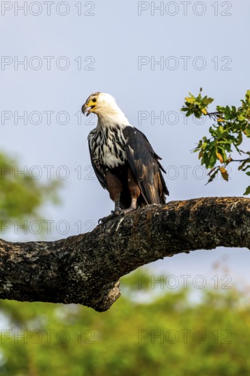African fish eagle (Haliaeetus vocifer) on a branch, juvenile, Ihaha, Chobe National Park, Botswana