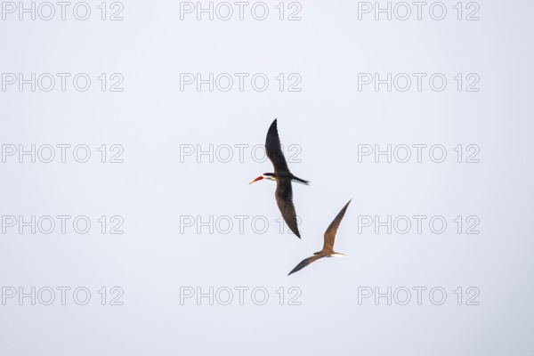 African Skimmer (Rynchops flavirostris), African Skimmer in flight, Ihaha, Chobe National Park, Botswana