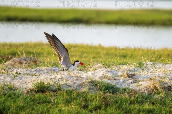 African Skimmer (Rynchops flavirostris), African Skimmer sitting on the bank, Ihaha, Chobe National Park, Botswana