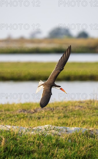 African Skimmer (Rynchops flavirostris), African Skimmer in flight, Ihaha, Chobe National Park, Botswana