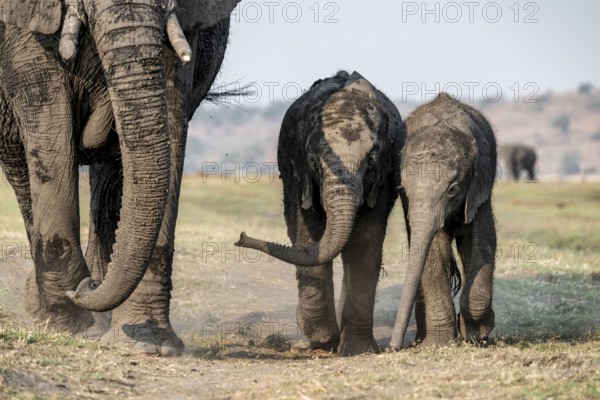African elephant (Loxodonta africana), herd with two young, Ihaha, Chobe National Park, Botswana