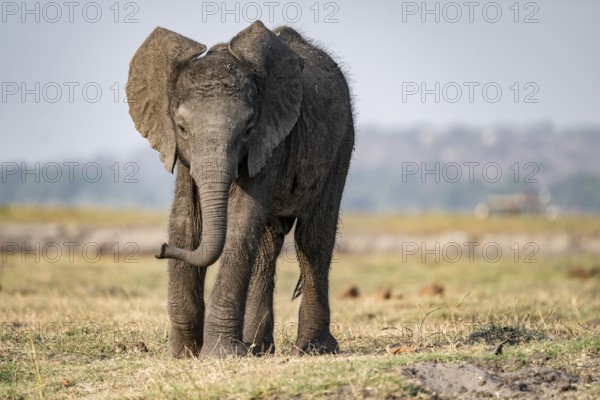 African elephant (Loxodonta africana), young animal, Ihaha, Chobe National Park, Botswana