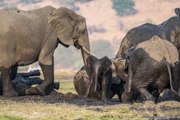 African elephant (Loxodonta africana) full of mud, herd with young animal, mud bath, Ihaha, Chobe National Park, Botswana
