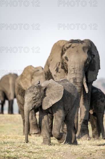 African elephant (Loxodonta africana), herd with young, Ihaha, Chobe National Park, Botswana