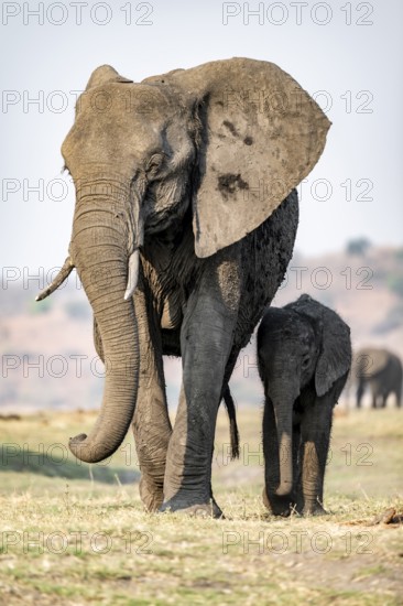 African elephant (Loxodonta africana), mother with young, Ihaha, Chobe National Park, Botswana