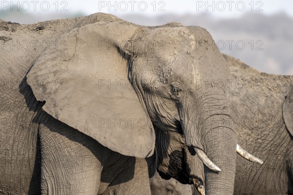 Animal portrait, African elephant (Loxodonta africana), Ihaha, Chobe National Park, Botswana, Africa