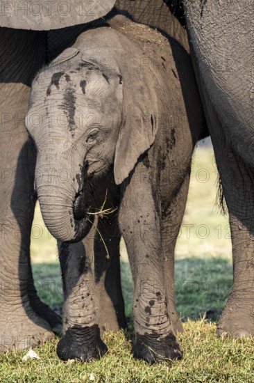African elephant (Loxodonta africana), young animal, Ihaha, Chobe National Park, Botswana