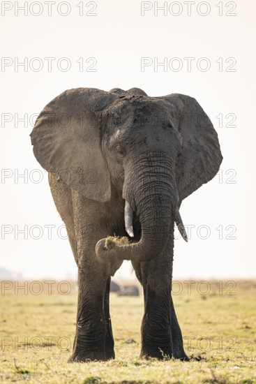 African elephant (Loxodonta africana) feeding on grass, Ihaha, Chobe National Park, Botswana
