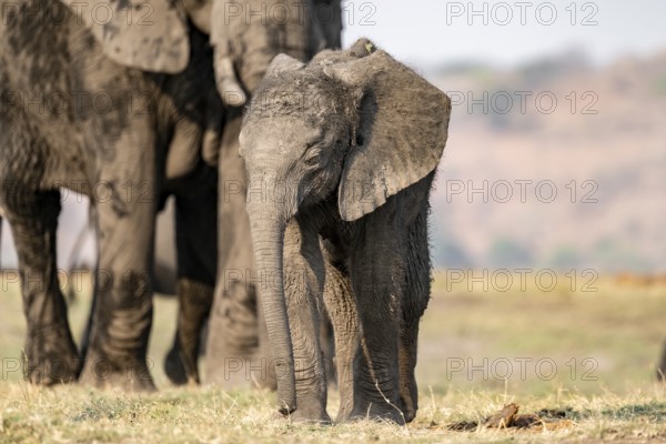 African elephant (Loxodonta africana), mother with young, Ihaha, Chobe National Park, Botswana