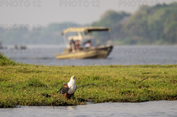 Tourist safari boat watching ospreys, Chobe River, Chobe Waterfront, Ihaha, Chobe National Park National Park, Botswana