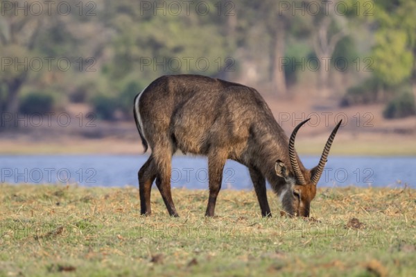 Elliptic waterbuck (Kobus ellipsipiprymnus), male grazing, Ihaha, Chobe National Park, Botswana