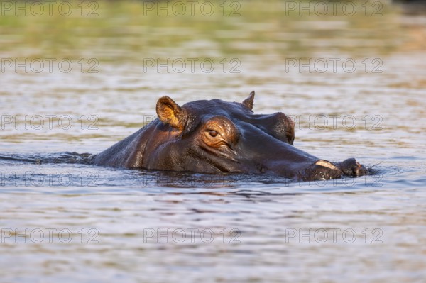 Hippopotamus (Hippopatamus amphibius) in the water, Chobe River, Ihaha, Chobe National Park, Botswana