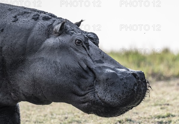 Animal portrait, hippopotamus (Hippopatamus amphibius), Chobe River, Ihaha, Chobe National Park, Botswana