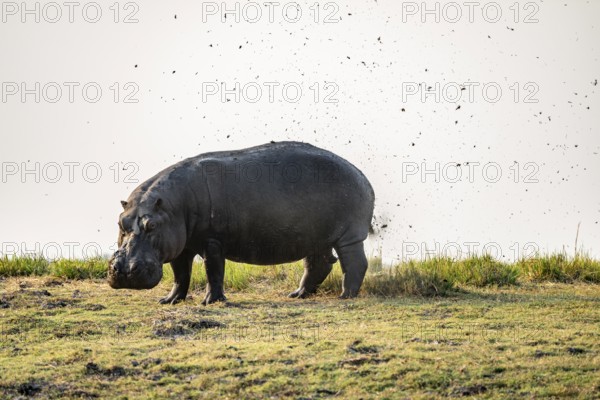 Funny, Hippopotamus (Hippopatamus amphibius) shits and splashes faeces in the air, Chobe River, Ihaha, Chobe National Park, Botswana
