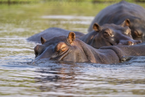 Hippopotamus (Hippopatamus amphibius) sleeping in the water, Chobe River, Ihaha, Chobe National Park, Botswana