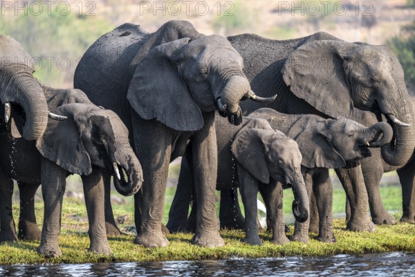 Herd of animals with young, African elephant (Loxodonta africana) drinking at the Chobe River, Ihaha, Chobe National Park, Botswana, Africa
