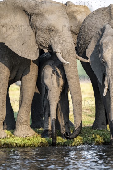 Herd of animals with young, African elephant (Loxodonta africana) drinking at the Chobe River, Ihaha, Chobe National Park, Botswana, Africa