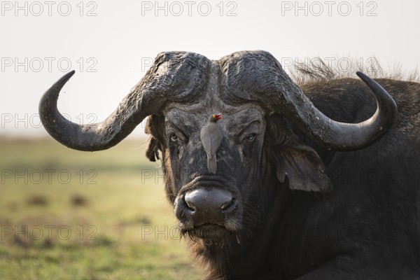 Epic animal portrait, Cape buffalo (Syncerus caffer caffer) with yellow-billed oxpecker (Buphagus africanus), Ihaha, Chobe National Park, Botswana