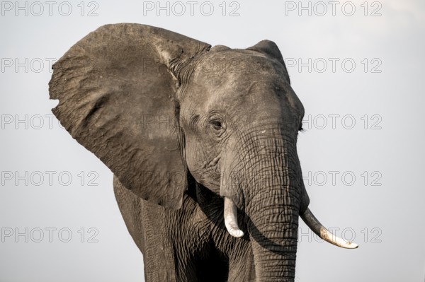 Detail, Animal portrait, African elephant (Loxodonta africana), Ihaha, Chobe National Park, Botswana, Africa