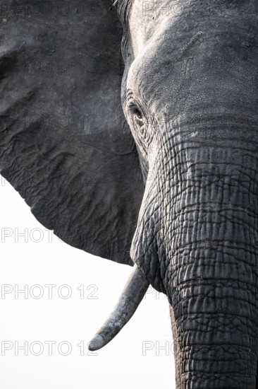 Detail, Animal portrait, African elephant (Loxodonta africana), Ihaha, Chobe National Park, Botswana, Africa
