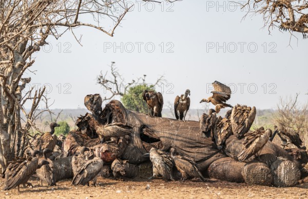 Many white-backed vultures (Gyps africanus), vultures feeding on the carcass of an elephant, macabre scavengers, Ihaha, Chobe National Park, Botswana